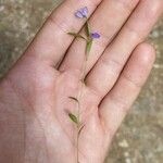 Polygala serpyllifolia Blomma