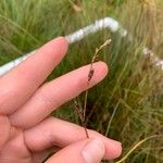 Carex globularis Flor