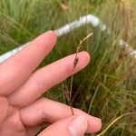 Carex globularis Flower