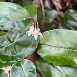 Elaeagnus pungens Flor