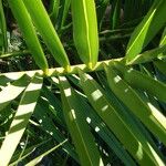 Phoenix canariensis Folha