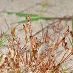 Juncus rechingeri عادت داشتن