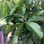 Terminalia myriocarpa Hoja