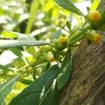 Carpesium abrotanoides Flower