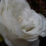 Rosa lucieae Floare