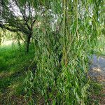 Salix babylonica Hoja
