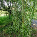 Salix babylonica ഇല