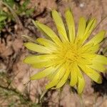 Scorzonera aristata 花