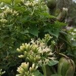Mikania cordifolia Kukka