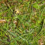 Carex caryophyllea Habit