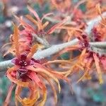 Hamamelis intermedia Kwiat