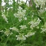 Conium maculatum Flower