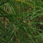 Equisetum sylvaticum Blad