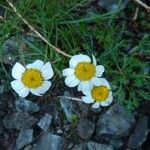 Leucanthemopsis alpina 花