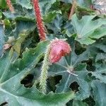 Begonia heracleifolia Žiedas