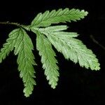 Selaginella parkeri Hoja