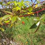 Rosa laevigata Other