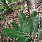 Moquilea platypus Leaf