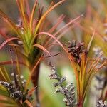 Dracophyllum balansae অভ্যাস