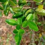 Triphasia trifolia Leaf