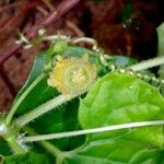 Melothria sphaerocarpa Fruit