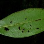 Ardisia standleyana Hoja