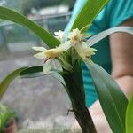 Prosthechea chacaoensis Kvet