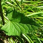 Phyteuma ovatum 葉
