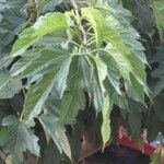 Morus indica Blatt