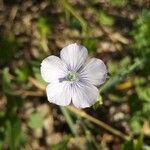 Linum usitatissimumBlüte