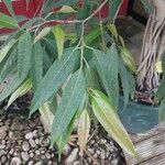 Ficus binnendykii পাতা