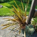 Phormium tenax Plante entière