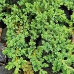 Juniperus procumbens Облик