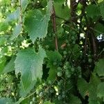 Vitis riparia Плод