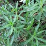 Iberis gibraltarica Yaprak