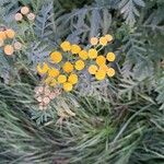 Tanacetum vulgareফুল