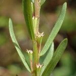 Lythrum hyssopifolia Fruchs