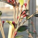 Camellia rosthorniana Flower