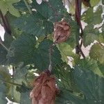 Humulus lupulus Плод