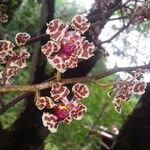 Trichocentrum carthagenense Flower