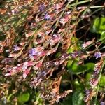 Limonium carolinianum Blad