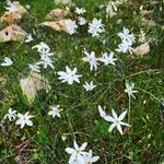Narcissus serotinus Çiçek