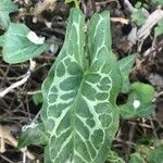 Arum italicum x Arum maculatum Hoja