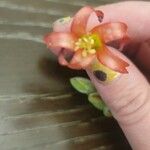 Cotyledon pendens Flor