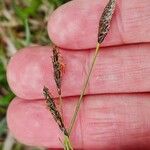 Carex sempervirens Çiçek