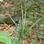 Cardamine pentaphyllos Ovoce