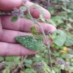 Clinopodium vulgareList