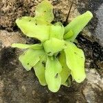 Pinguicula grandiflora Folha