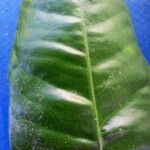 Citrus maximaBlad