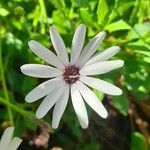 Osteospermum ecklonisFlor